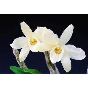 【石斛花物(セッコク)】 黄花セット Aの詳細画像5