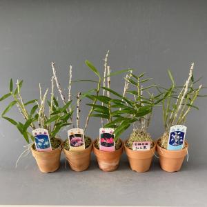 【石斛花物(セッコク)】 兜咲き5種セットの商品画像