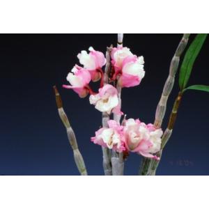 【石斛花物(セッコク)】 兜咲き5種セットの詳細画像2