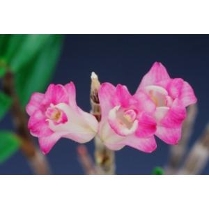 【石斛花物(セッコク)】 兜咲き5種セットの詳細画像3