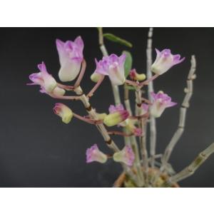 【石斛花物(セッコク)】 兜咲き5種セットの詳細画像4