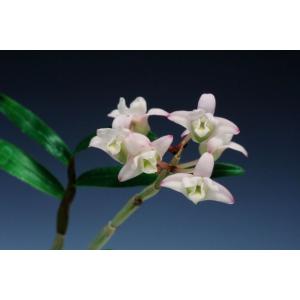 【石斛花物(セッコク)】 兜咲き5種セットの詳細画像5