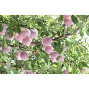 貴陽(きよう)プラム通販 きようすもも李を御中...の詳細画像1