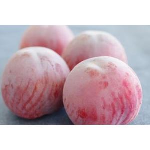 貴陽(きよう)プラム通販 きようすもも李を御中...の詳細画像2