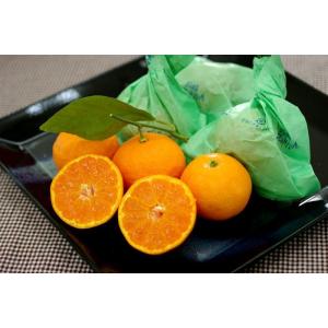 長崎恋みかん通販 袋掛けの越冬みかん販売 お取り寄せに 約15玉〜約25