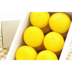 ニューサマーオレンジ通販 小夏・日向夏とも呼ばれる柑橘を販売取寄。約2ｋｇ 愛媛・他産地