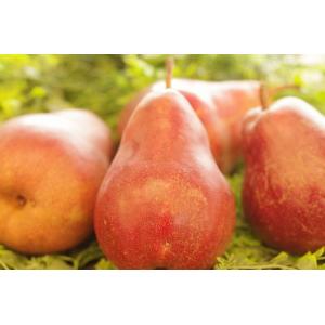 リーガルレッドコミス 西洋梨 山形・福島・他産地 小箱 約5玉〜約7玉