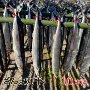 千葉県産 さんま丸干し 10本入 １袋｜塩味しっかり 昔...