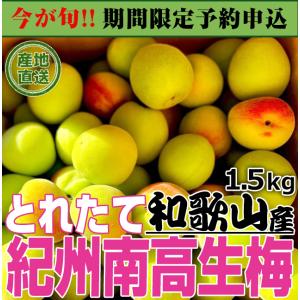 生梅 紀州南高梅 1.5kg 「産地直送とれたて紀州南高生梅」