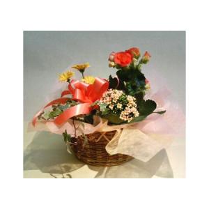 鉢物　カラフルな寄せ鉢　カラフルな花鉢＆ミニ観葉 【80502】｜hana-banchi