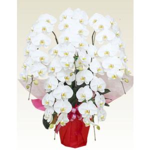 花キューピット 鉢物 胡蝶蘭 大輪 ５本立 約60輪 ファレノプシス 【80607】 開店祝い 開業祝い お祝い 誕生日 記念日 イベント 発表会 歓送迎