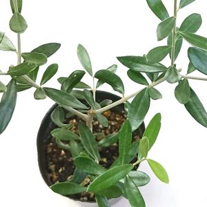 オリーブ 3号 エルグレコ ElGreco 苗...の詳細画像2