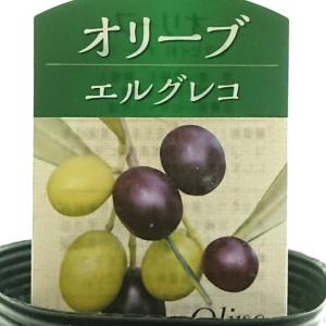 オリーブ 3号 エルグレコ ElGreco 苗...の詳細画像3