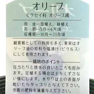 オリーブ 3号 エルグレコ ElGreco 苗...の詳細画像4