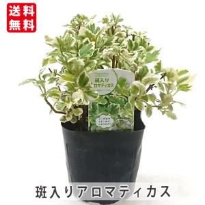 斑入り アロマティカス 3号 ポット苗 キュウバ...の商品画像