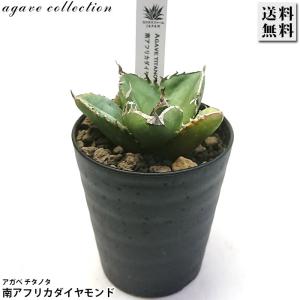 アガベ チタノタ 南アフリカダイヤモンド 3号プ...の商品画像