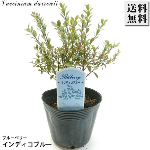 ブルーベリー インディコブルー 3.5号 苗木 常緑樹木 果樹 果樹苗 苗 ガーデニング 園芸 庭木...