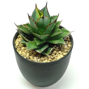 アガベ ミスターリップル Mr Ripple 新築祝い ドライガーデン ロック