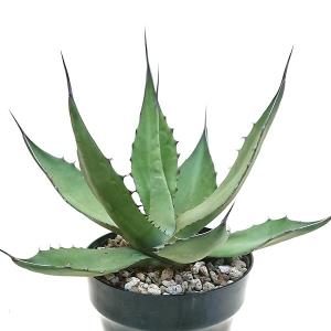 多肉植物：アガベ ウェベリー アリゾナスター*幅27cm : 遊恵盆栽