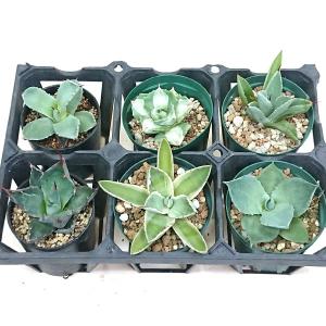 アガベ　チタノタ　（レッドキャット）（白鯨）（シーザー）3株セット アガベ チタノタ銘品3種セット（白鯨・赤猫・シーザー）3.5号鉢