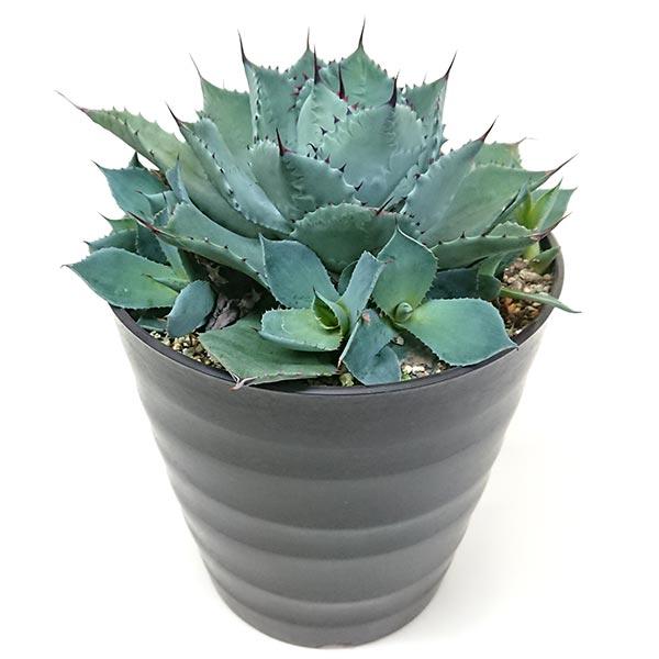 アガベ ポタトラム 吉祥冠 キッショウカン リュウゼツラン科 鉢8号 植物の直径約25cm 現品発送...