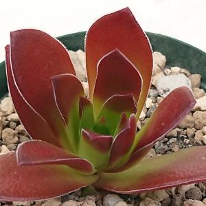 多肉植物 エケベリア属 ジョアンダニエル カット極小苗 : 花と緑のはな