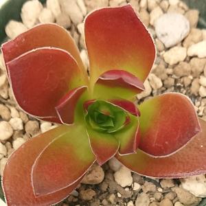 多肉植物 クラッスラ属 赤鬼城 あかおにじょう...の詳細画像1