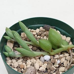 多肉植物 エケベリア属 ジョアンダニエル カット極小苗 : 花と緑のはな