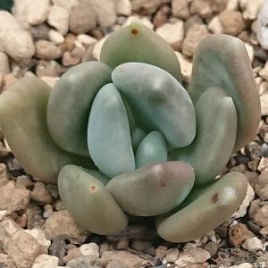 77#多肉植物アエオニウム錦❤️ ガーネット白斑錦 ❤️1大頭12cm拔き苗 農園直売 多肉植物 寄せ植え アエオニウム属 ガーネット白斑錦（群