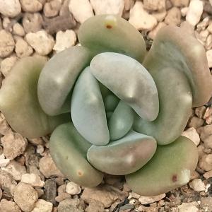 多肉植物 エケベリア属 アズールブルー カット極小苗の詳細画像1