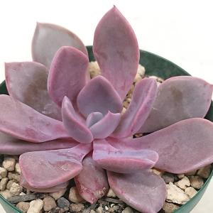 多肉植物 エケベリア 紅茜 べにあかね カット極小苗の商品画像