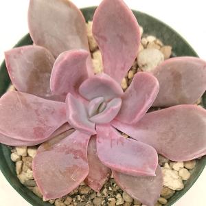 多肉植物 エケベリア 紅茜 べにあかね カット極小苗の詳細画像1