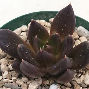 多肉植物 エケベリア属 ブラックキング カット極小苗