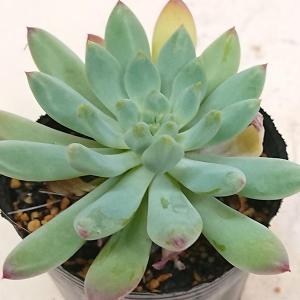 多肉植物 セデベリア属 ブルーエルフ カット極小...の商品画像