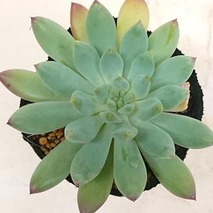 多肉植物 セデベリア属 ブルーエルフ カット極...の詳細画像1