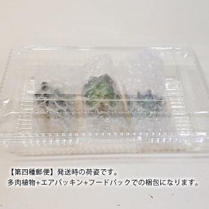 多肉植物 セデベリア属 ブルーエルフ カット極...の詳細画像2