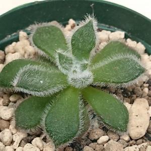 多肉植物 エケベリア属 ジョアンダニエル カット極小苗 : 花と緑のはな