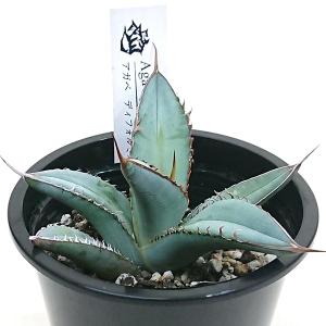 アガベ チタノタ 剣竜 剣龍 ケンリュウ リュウゼツラン科 3.5号 プラ鉢