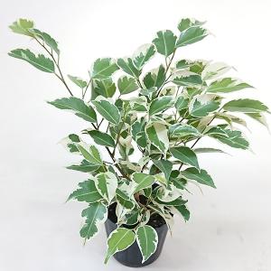 フィカス プミラ コアラ 3号苗 観葉植物 室内装飾 ギフト 贈り物 : 花