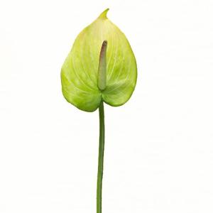 造花 花材 アンスリューム グリーン 消臭抗菌加工 資材 花径7cm 長さ47cm ansuryu-mu7364