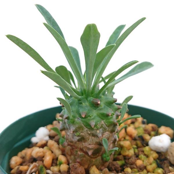 ユーフォルビア 峨眉山 ガビザン トウダイグサ科 ユーフォルビア属 抜き苗発送