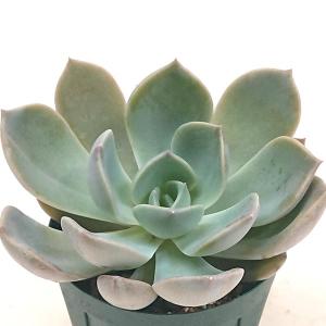 多肉植物　摘芯株　紫麗殿錦　抜き苗 多肉植物 パキフィツム属 紫麗殿 しれいでん カット極小苗 : 花と緑の