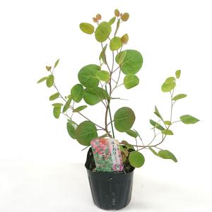 観葉植物 ユーカリ ポポラス 苗木 3号ポット ...の商品画像