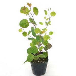 観葉植物 ユーカリ ポポラス 苗木 3号ポット...の詳細画像1