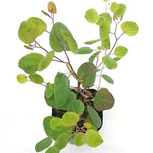 観葉植物 ユーカリ ポポラス 苗木 3号ポット...の詳細画像2