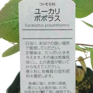 観葉植物 ユーカリ ポポラス 苗木 3号ポット...の詳細画像3