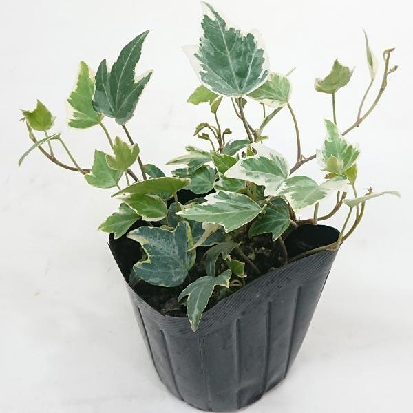 観葉植物 アイビー ヘデラ 3号 9cm ポット 種類は選べれません 室内装飾 ギフト   贈り物