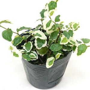 フィカス プミラ コアラ 3号苗 観葉植物 室内装飾 ギフト 贈り物 : 花