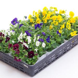 サボテン：竜神木 実生*幅2.5cm : 遊恵盆栽 Yahoo!店 - 通販 - Yahoo