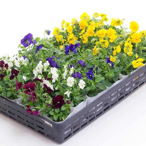 花苗 ビオラ 3号苗6苗セット 花色おまかせミックス